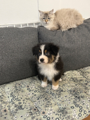 CHIOT 3