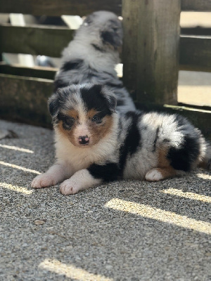 CHIOT 4