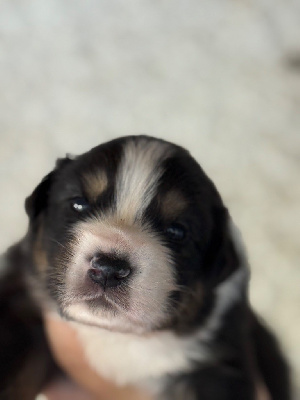 CHIOT 3