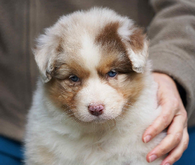 CHIOT 1