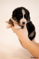 CHIOT