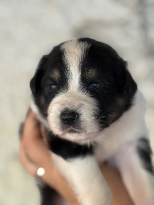 CHIOT 7