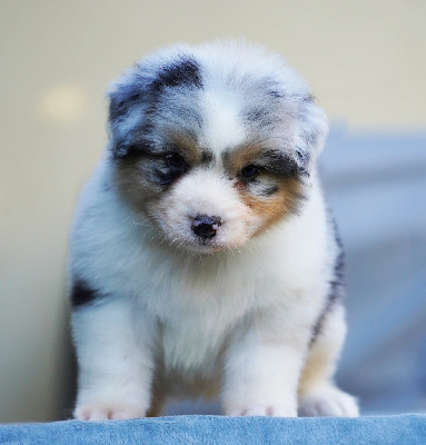 CHIOT 7