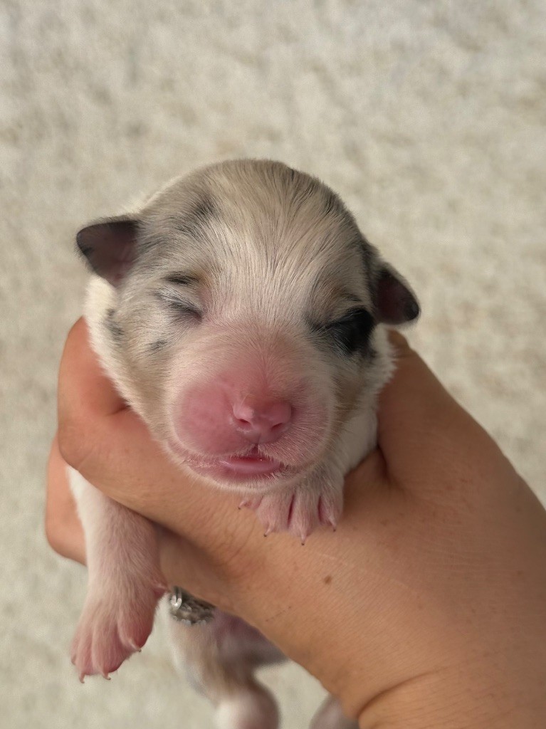 Shine Ever - Chiots disponibles - Berger Australien