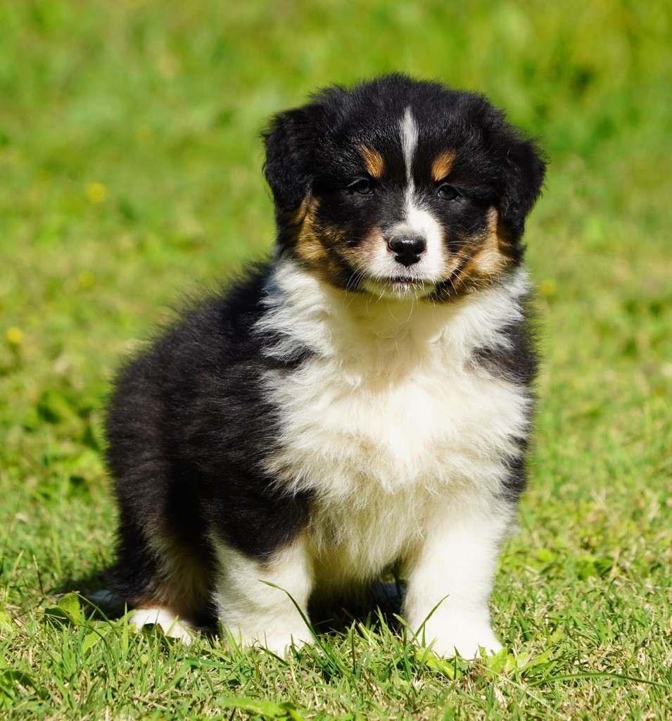 Shine Ever - Chiots disponibles - Berger Australien