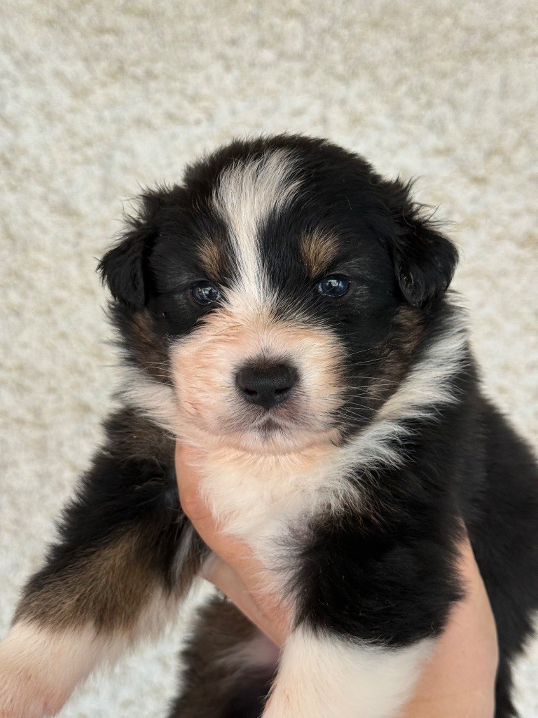 Shine Ever - Chiots disponibles - Berger Australien