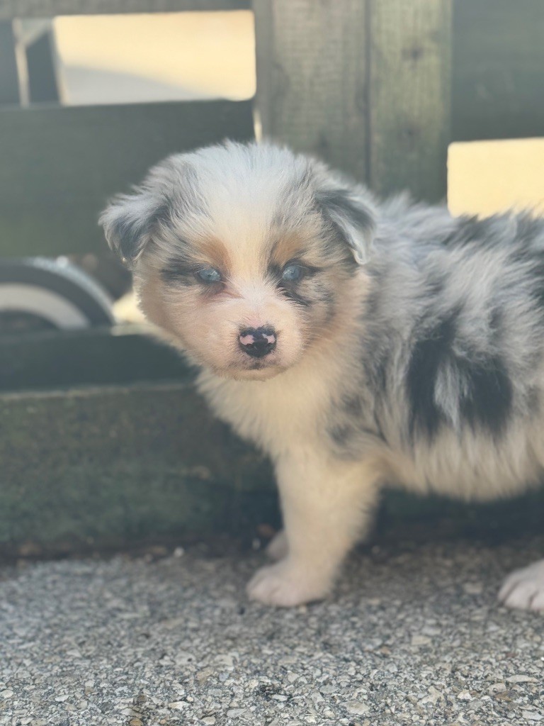 Shine Ever - Chiots disponibles - Berger Australien