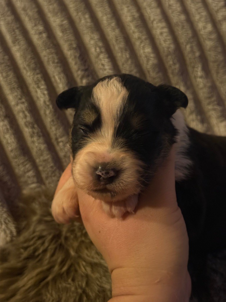 Shine Ever - Chiots disponibles - Berger Australien