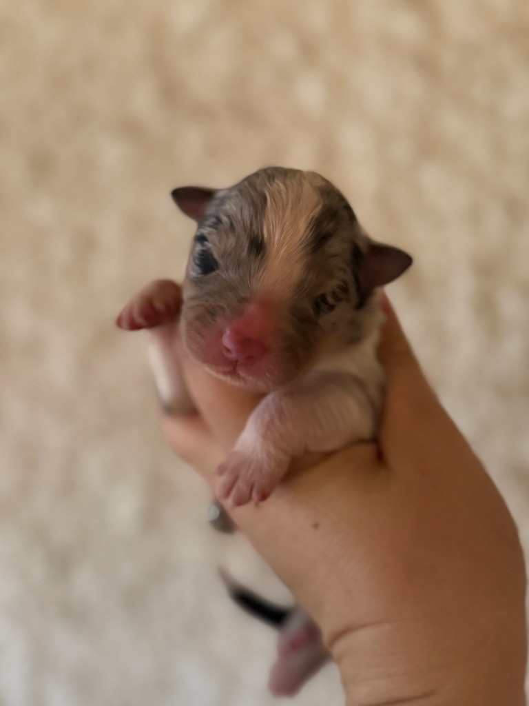 Shine Ever - Chiots disponibles - Berger Australien