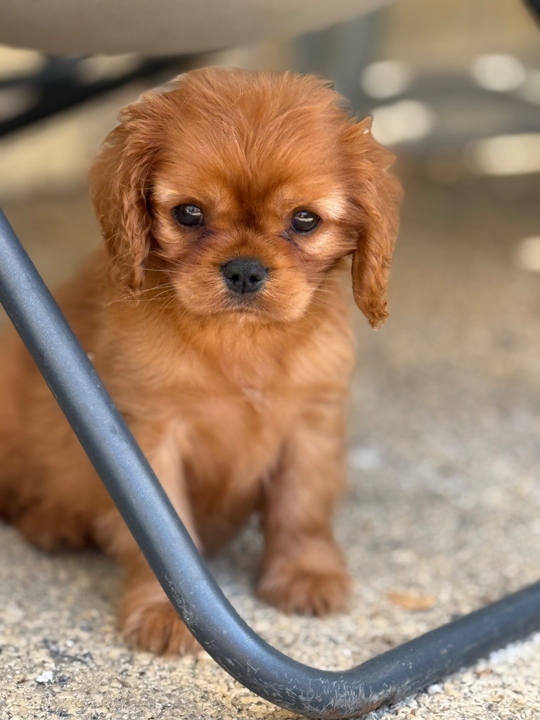 Shine Ever - Chiots disponibles - Cavalier King Charles Spaniel