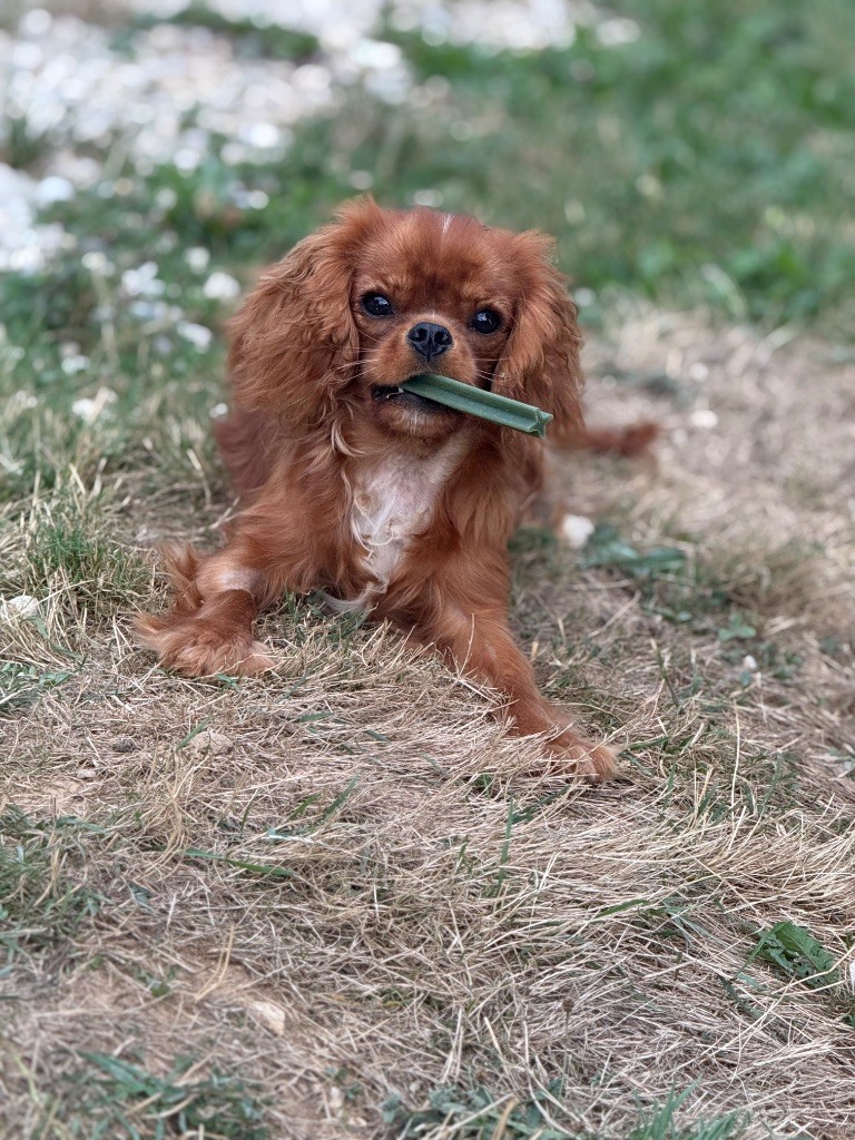 Shine Ever - Chiots disponibles - Cavalier King Charles Spaniel