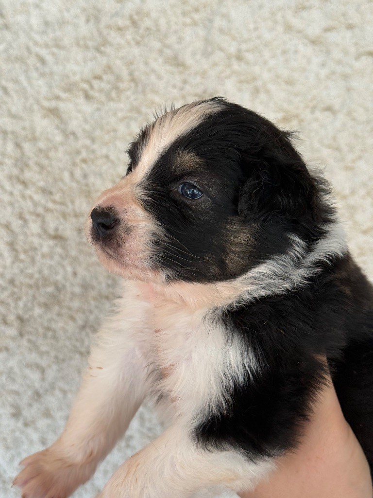 Shine Ever - Chiots disponibles - Berger Australien