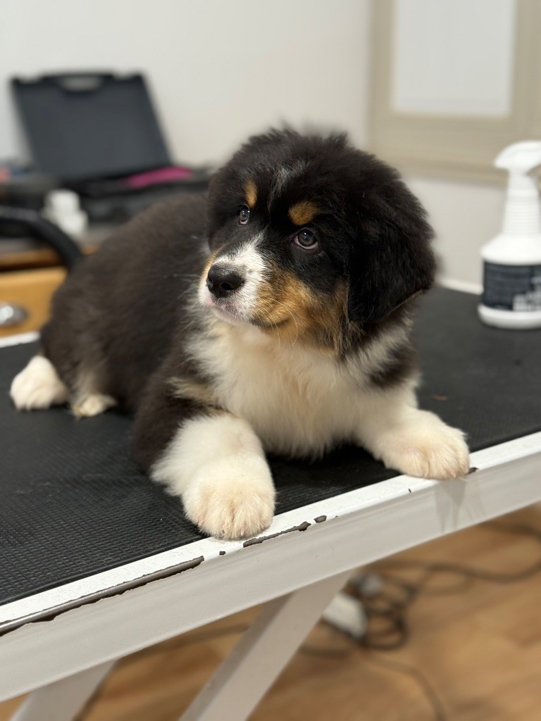 Shine Ever - Chiots disponibles - Berger Australien