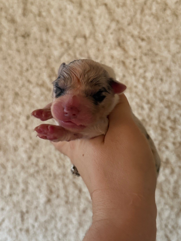 Shine Ever - Chiots disponibles - Berger Australien