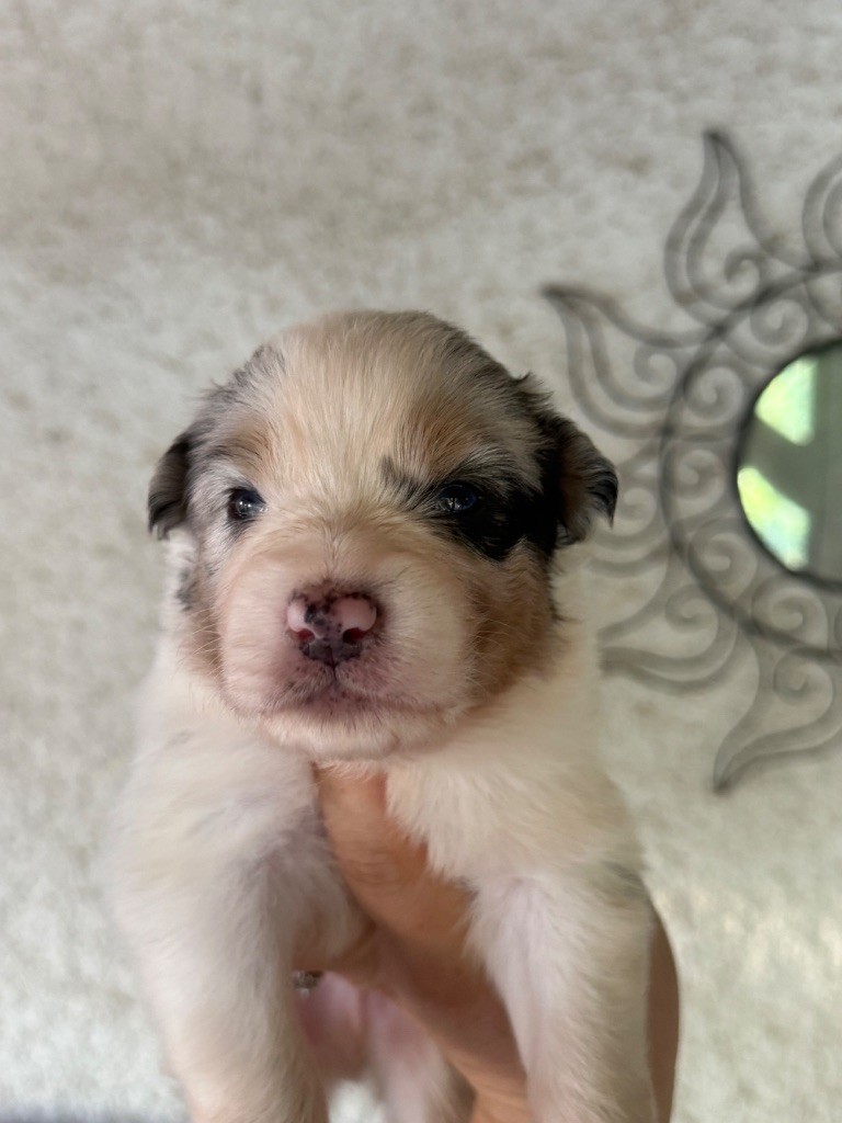 Shine Ever - Chiots disponibles - Berger Australien