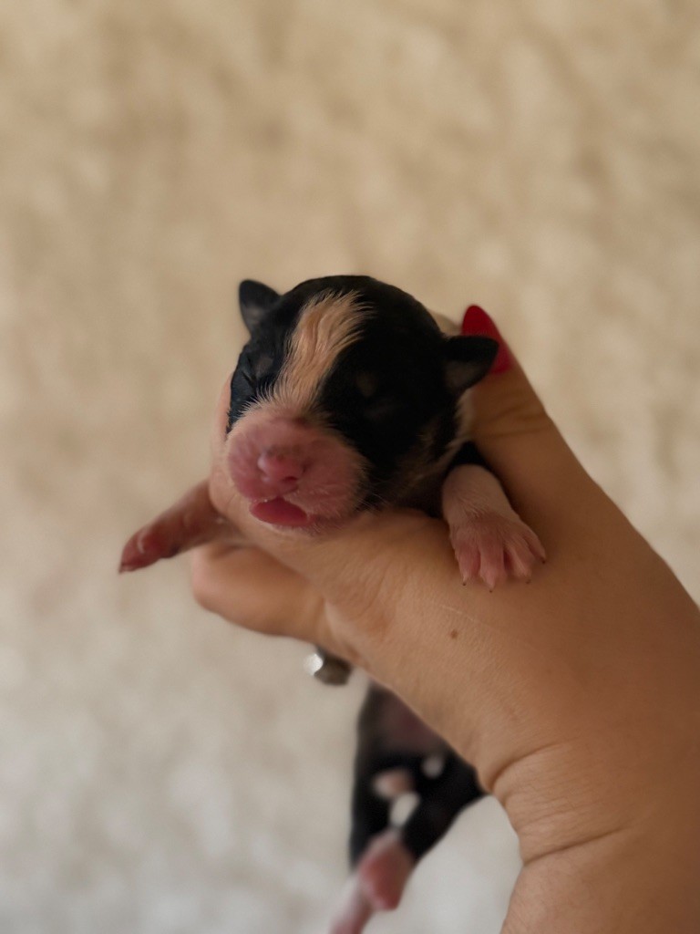 Shine Ever - Chiots disponibles - Berger Australien